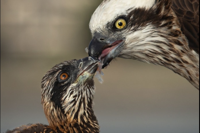 Close-up of a female nurse feeding her chick while retrieving the fish.