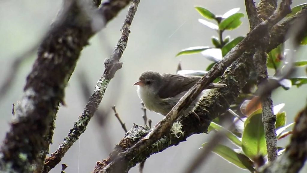 Conservation personnel pay tribute to the last 'akikiki in the wild |  Big Island Now